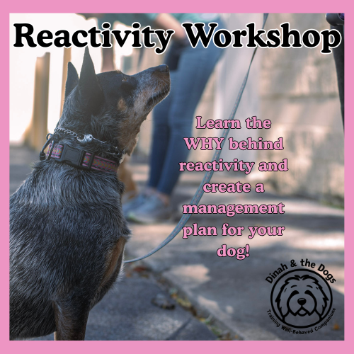 Reactivity Workshop Online Course image
