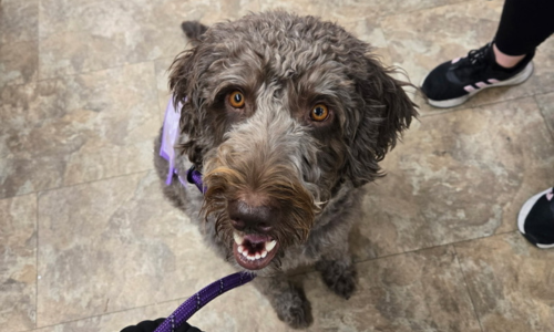 Untitled design (3)-1